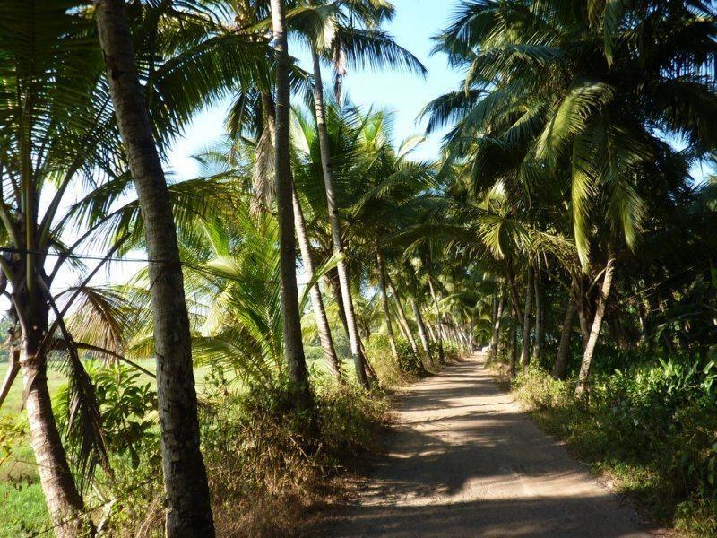 Coconut Grove Beach Resort Kolva Kültér fotó